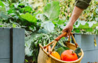 ecoo-2020-moestuinbak-28.JPG